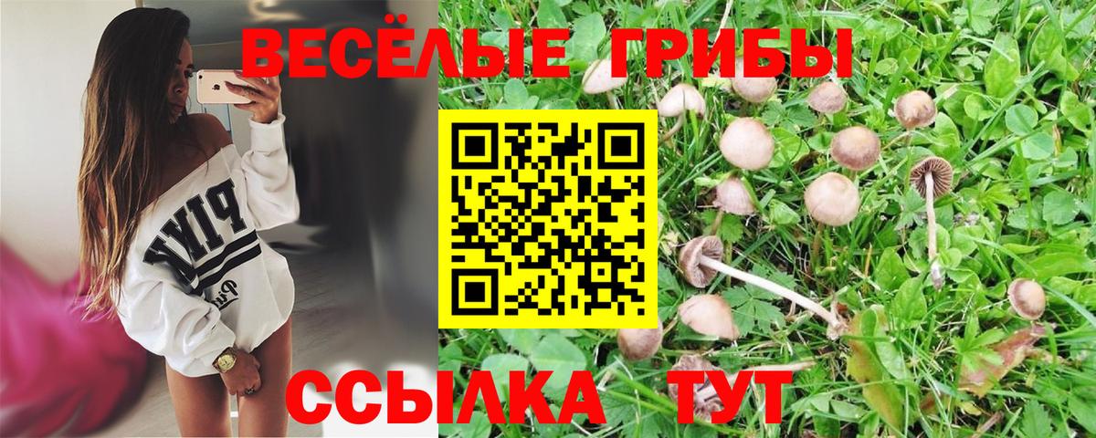 Галлюциногенные грибы Psilocybe Знаменск